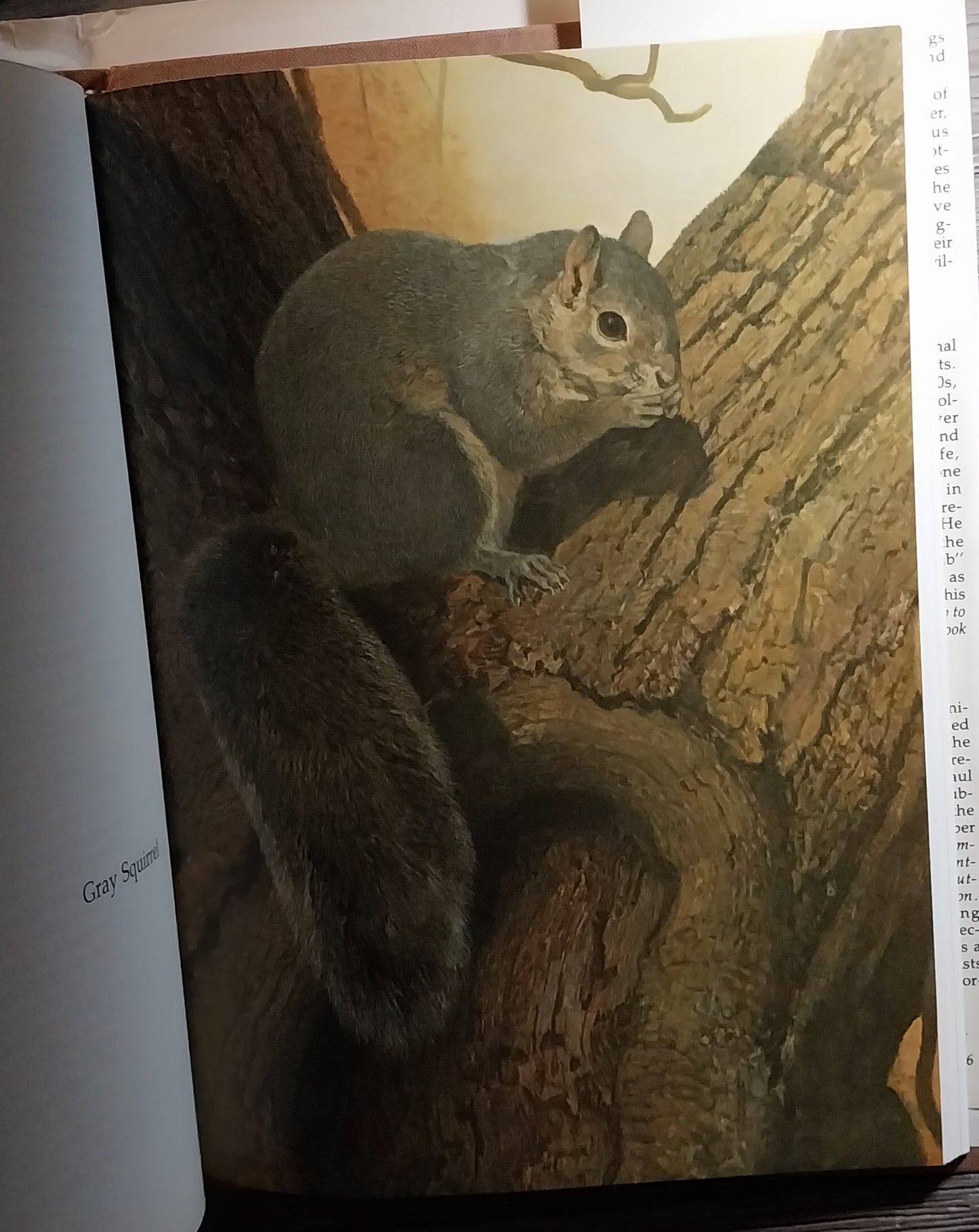 North American Game Animals